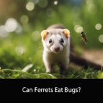Can Ferrets Eat Bugs