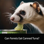 Can Ferrets Eat Canned Tuna
