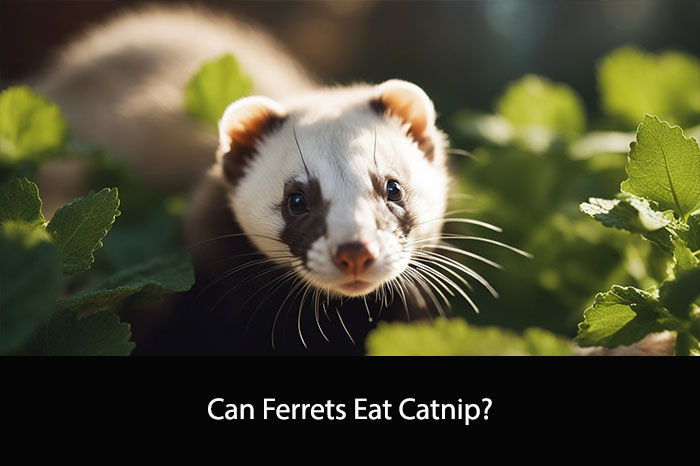 Can Ferrets Eat Catnip