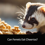 Can Ferrets Eat Cheerios