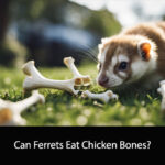 Can Ferrets Eat Chicken Bones