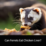 Can Ferrets Eat Chicken Liver