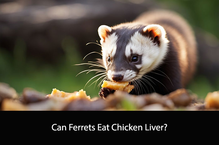Can Ferrets Eat Chicken Liver