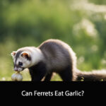 Can Ferrets Eat Garlic