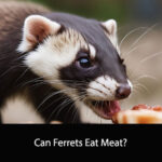 Can Ferrets Eat Meat