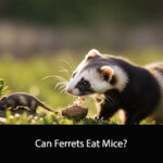 Can Ferrets Eat Mice