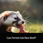 Can Ferrets Eat Raw Beef