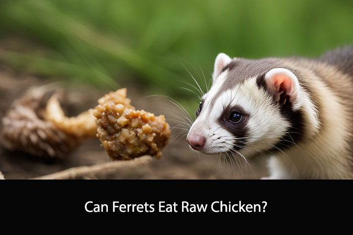 Can Ferrets Eat Raw Chicken