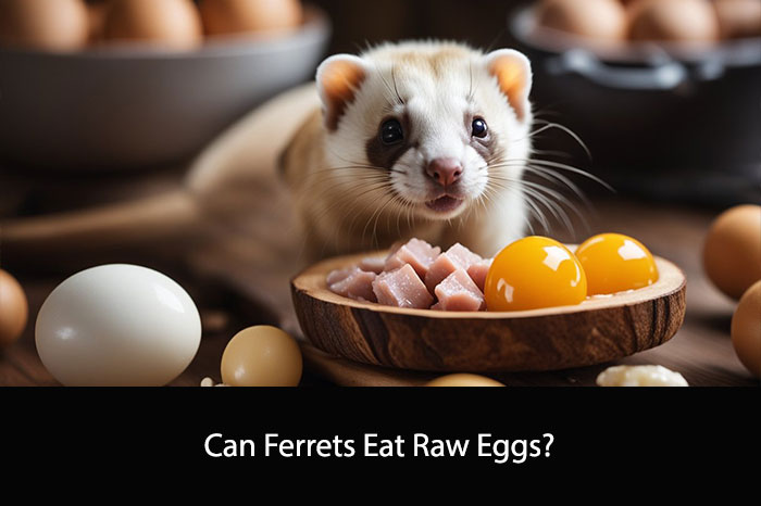 Can Ferrets Eat Raw Eggs