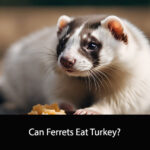 Can Ferrets Eat Turkey