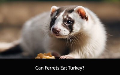Can Ferrets Eat Turkey?