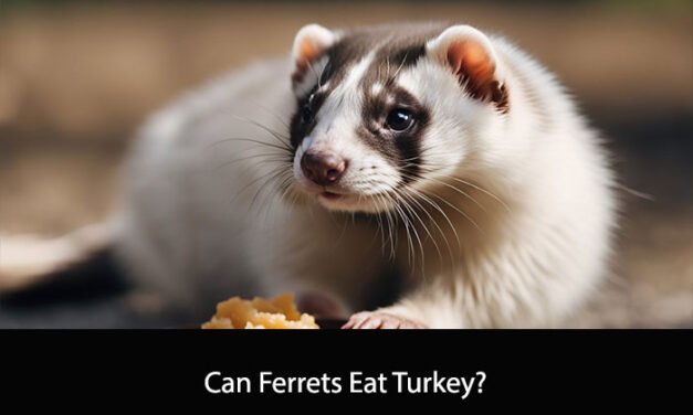 Can Ferrets Eat Turkey?