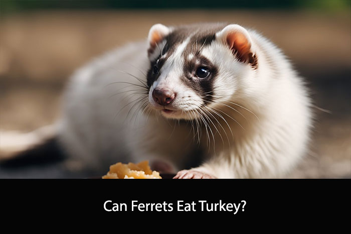 Can Ferrets Eat Turkey