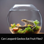 Can Leopard Geckos Eat Fruit Flies