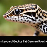 Can Leopard Geckos Eat German Roaches