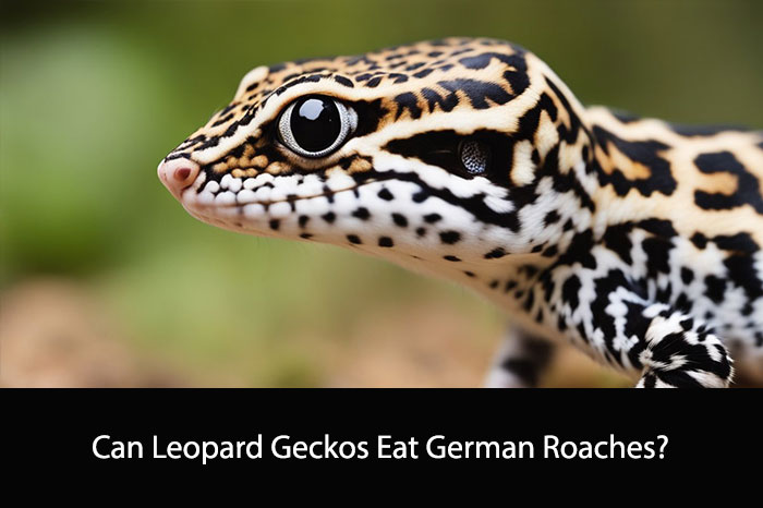 Can Leopard Geckos Eat German Roaches