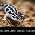 Can Leopard Geckos Eat Giant Mealworms