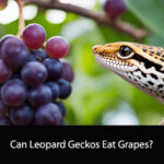 Can Leopard Geckos Eat Grapes