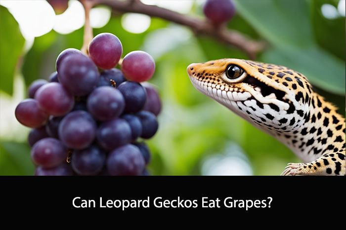Can Leopard Geckos Eat Grapes