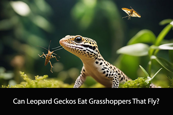 Can Leopard Geckos Eat Grasshoppers That Fly
