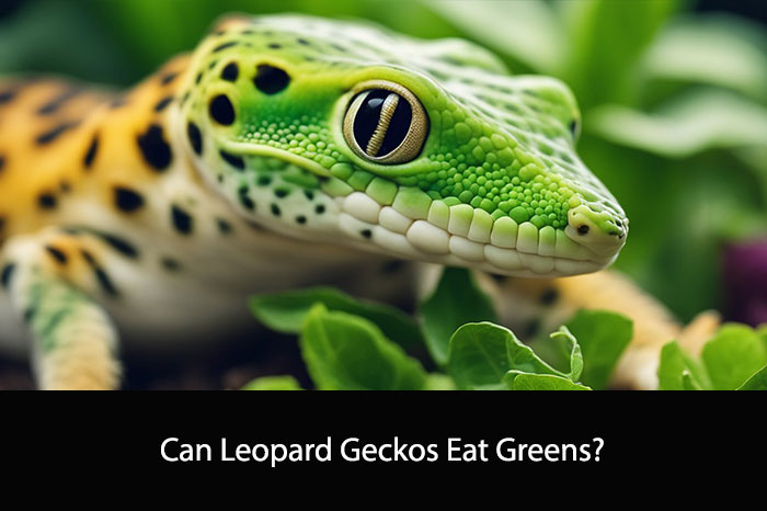 Can Leopard Geckos Eat Greens