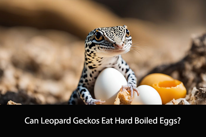 Can Leopard Geckos Eat Hard Boiled Eggs