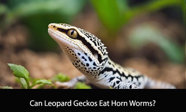 Can Leopard Geckos Eat Horn Worms?