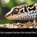 Can Leopard Geckos Eat House Flies