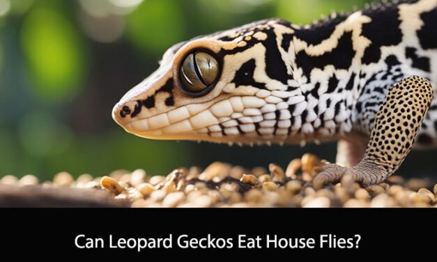 Can Leopard Geckos Eat House Flies?