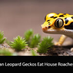 Can Leopard Geckos Eat House Roaches