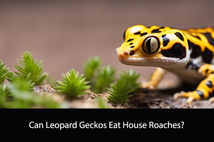 Can Leopard Geckos Eat House Roaches