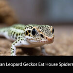 Can Leopard Geckos Eat House Spiders