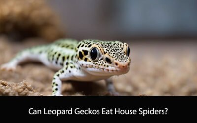 Can Leopard Geckos Eat House Spiders?