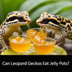 Can Leopard Geckos Eat Jelly Pots