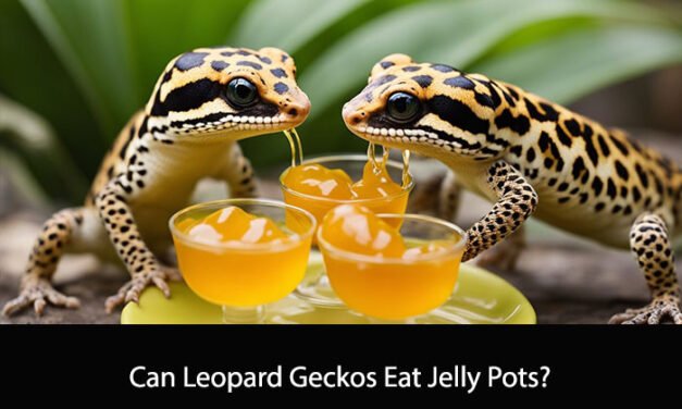 Can Leopard Geckos Eat Jelly Pots?
