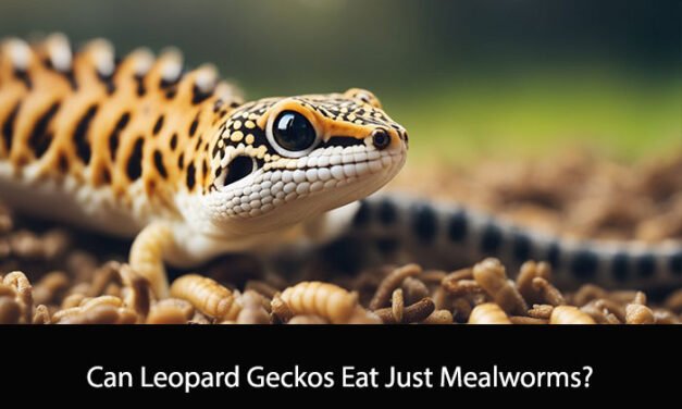 Can Leopard Geckos Eat Just Mealworms?