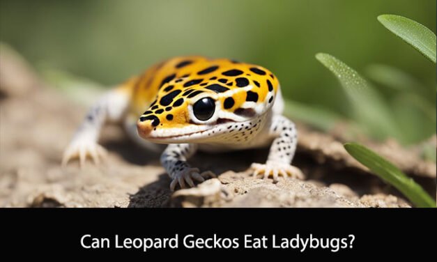 Can Leopard Geckos Eat Ladybugs?