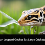 Can Leopard Geckos Eat Large Crickets