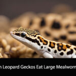 Can Leopard Geckos Eat Large Mealworms