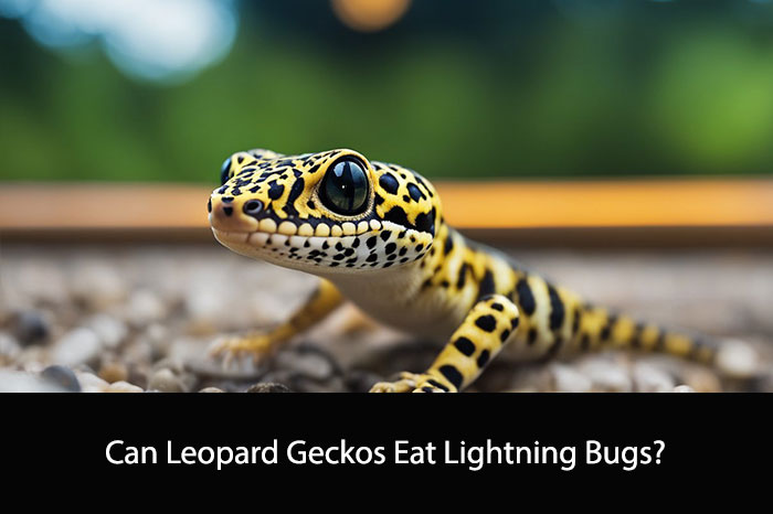 Can Leopard Geckos Eat Lightning Bugs