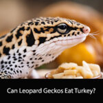 Can Leopard Geckos Eat Turkey