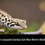 Can Leopard Geckos Eat Wax Worm Moths