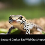 Can Leopard Geckos Eat Wild Grasshoppers