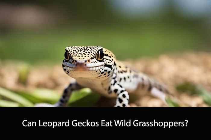 Can Leopard Geckos Eat Wild Grasshoppers