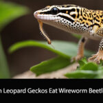 Can Leopard Geckos Eat Wireworm Beetles
