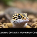 Can Leopard Geckos Eat Worms from Outside