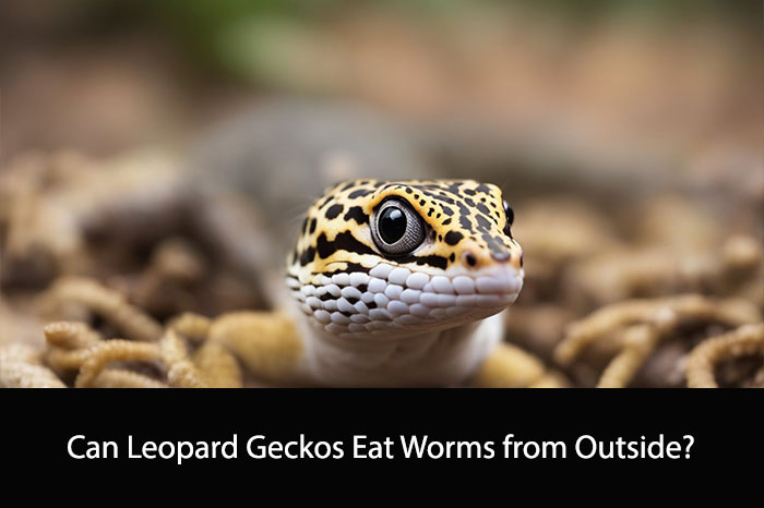 Can Leopard Geckos Eat Worms from Outside