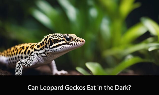 Can Leopard Geckos Eat in the Dark?