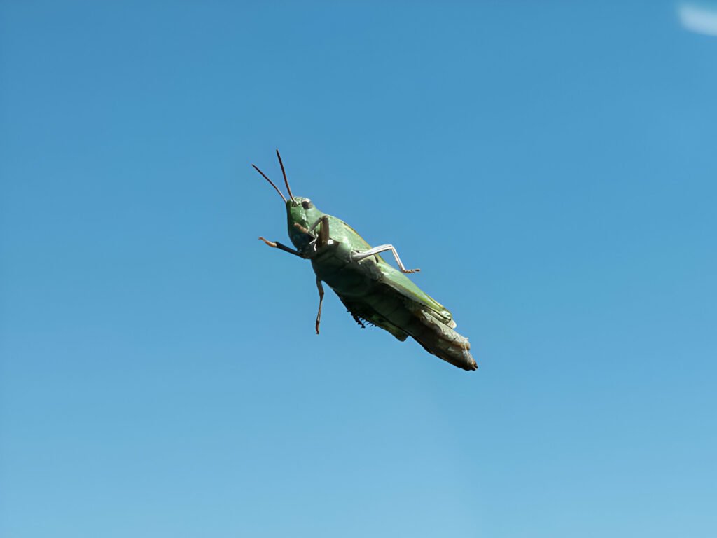 Can Leopard Geckos Eat Grasshoppers That Fly