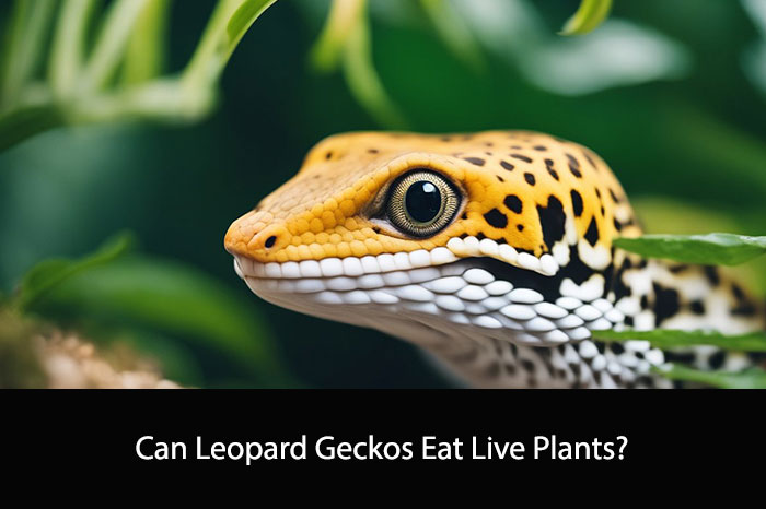 Can Leopard Geckos Eat Live Plants